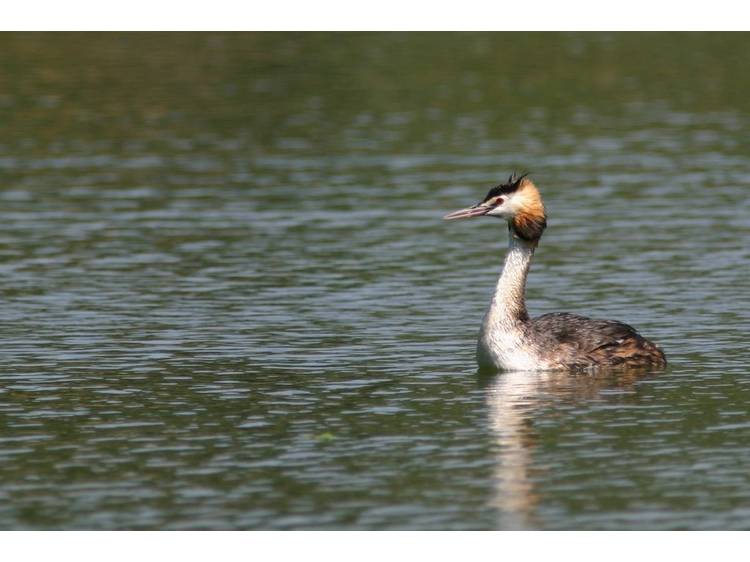 Photo 1 Observation des oiseaux migrateurs sur les lacs de Matheysine