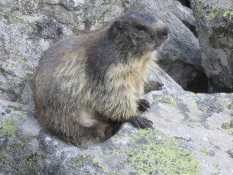 Foto 3 Le sentier pédestre des marmottes