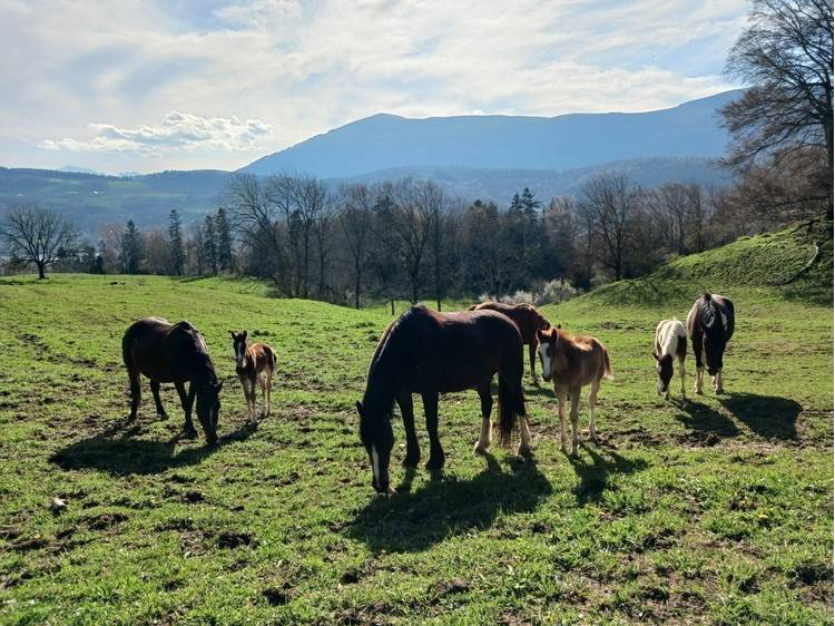 Photo  Balade à cheval, Ecurie du Serre