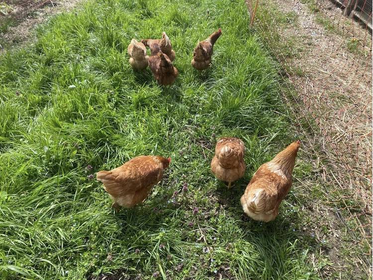 Photo 7 La ferme des Vents (Farm of Winds)