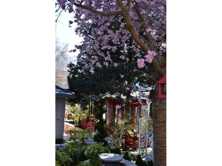 Foto 31 Au Printemps Japonais - de 2 à 6 pers