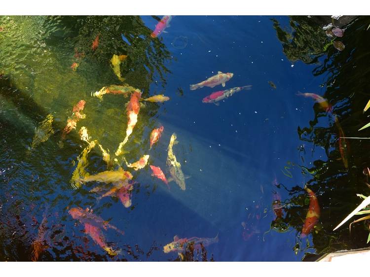 Photo 30 Au Printemps Japonais - from 2 to 6 ppl