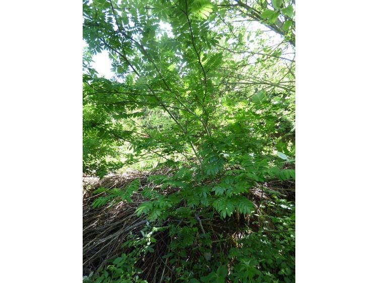 Photo 4 Rando famille - l'arboretum-Itinéraire pédestre