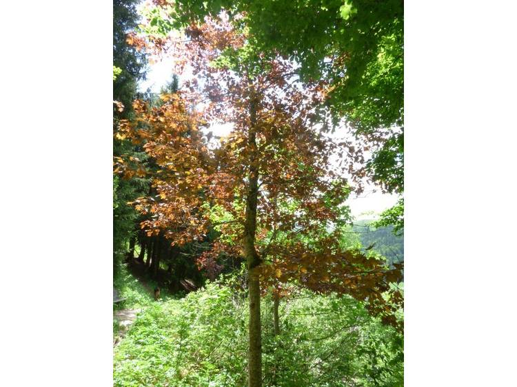 Photo 5 Rando famille - l'arboretum-Itinéraire pédestre