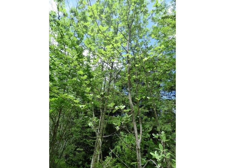 Photo 6 Rando famille - l'arboretum-Itinéraire pédestre