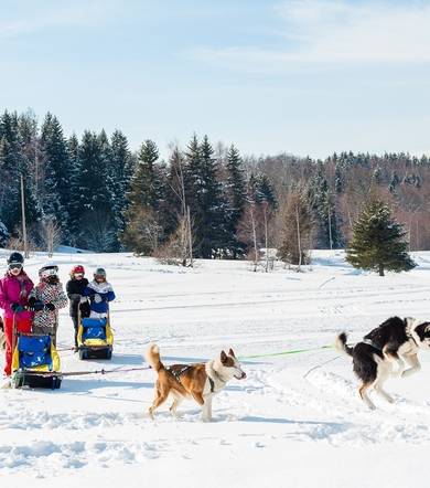 Baptême "Croc Blanc" en chiens de traineau - Guillaume