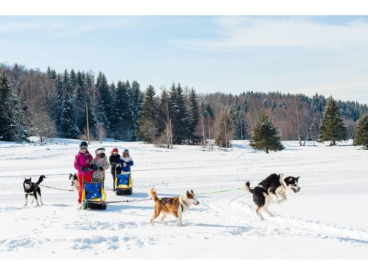 Photo  Baptême "Croc Blanc" en chiens de traineau - Guillaume