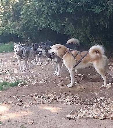Dog hiking