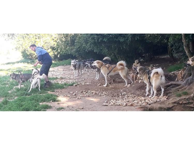 Photo 1 Cani rando Guillaume