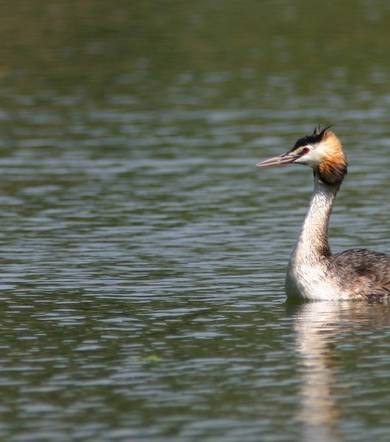 Découverte des habitants du lac de Laffrey, observez du plancton !