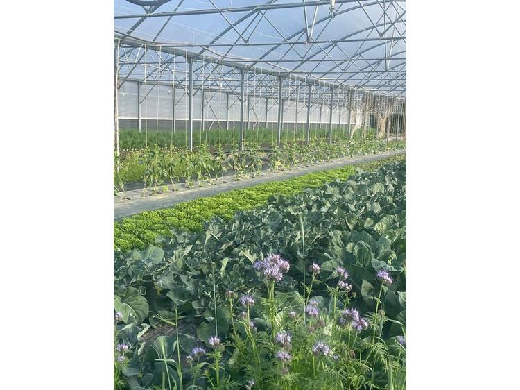 Photo 9 Ferme des 3 saules