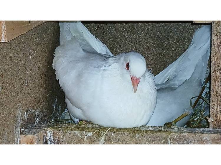 Photo 2 La Basse Cour des Mottes (the Barnyard of the Mottes)