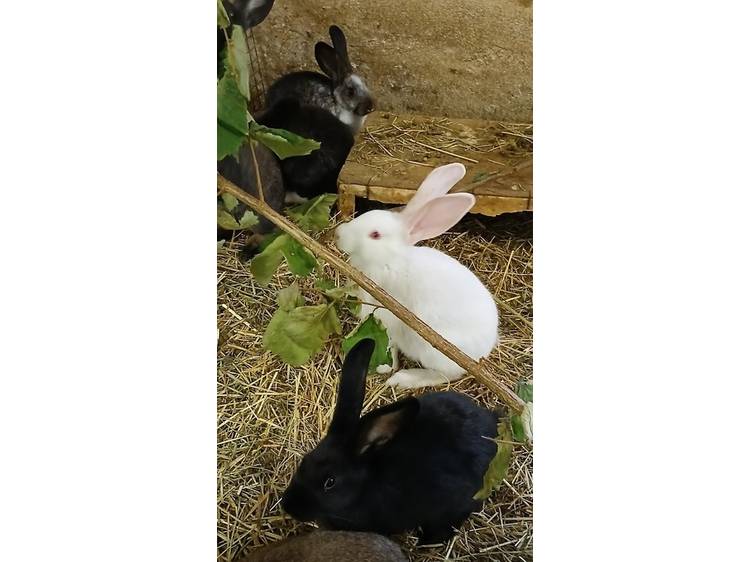 Photo 3 La Basse Cour des Mottes (the Barnyard of the Mottes)