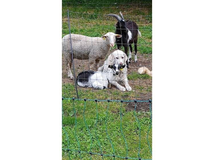 Photo 4 La Basse Cour des Mottes (the Barnyard of the Mottes)