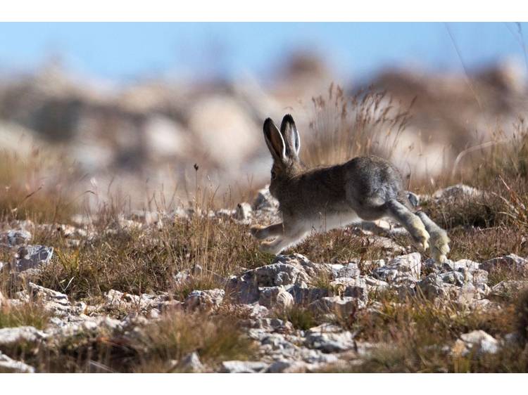 Photo 1 Rdv avec une animatrice du Parc national des Ecrins