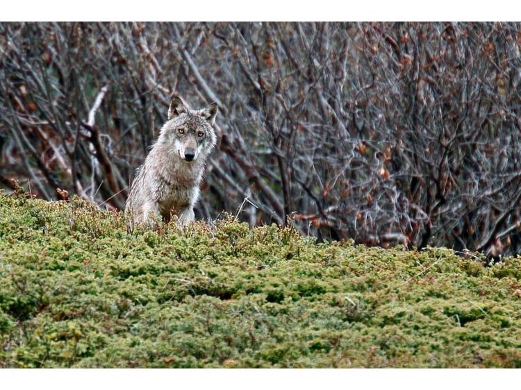 Photo 1 Projection causerie : le loup