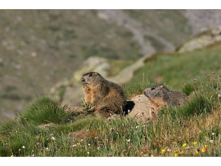 Photo 4 Parc National des Ecrins