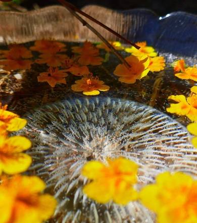 Randonnée Élixir floral