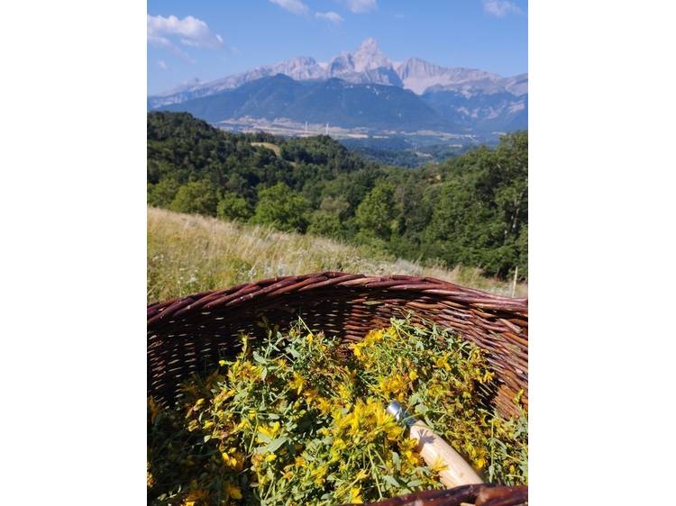 Photo 1 Herbes & butineries