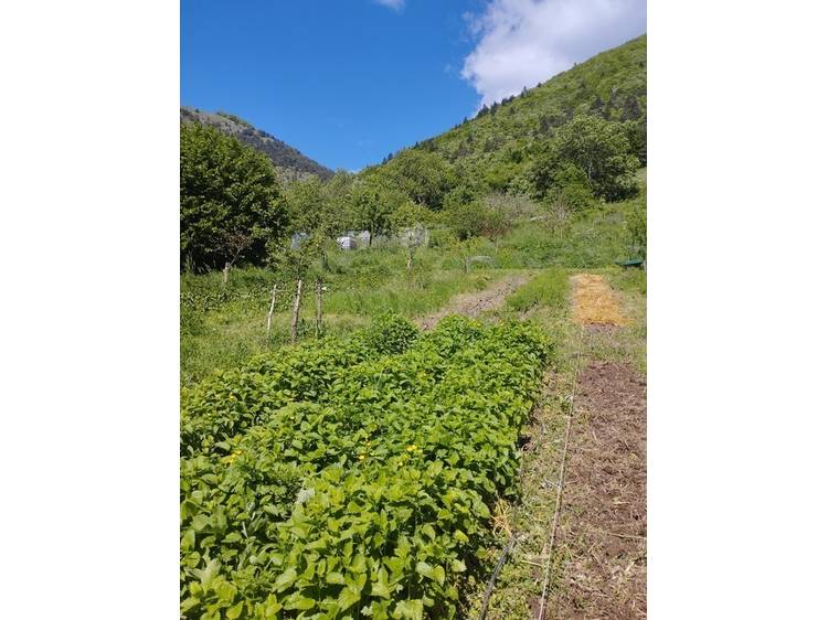 Photo 2 Herbes & butineries