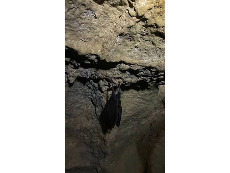Photo 4 Spéléologie découverte  - Grotte de la Résurrection avec Ecrins Spéléo Canyon