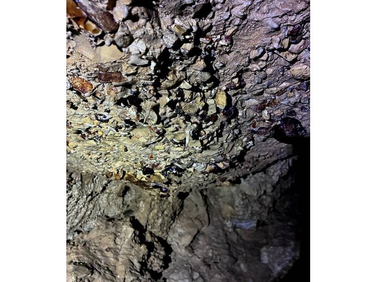 Photo 6 Spéléologie sportive au Chourum du Camarguier dans le Dévoluy - avec Ecrins Spéléo Canyon