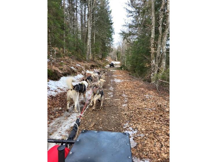 Photo 6 Chiens de traineau avec Guillaume