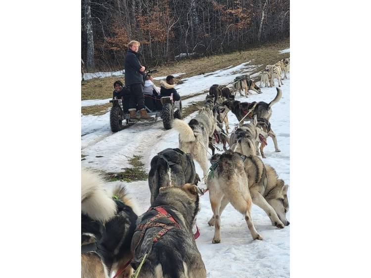 Photo 7 Chiens de traineau avec Guillaume