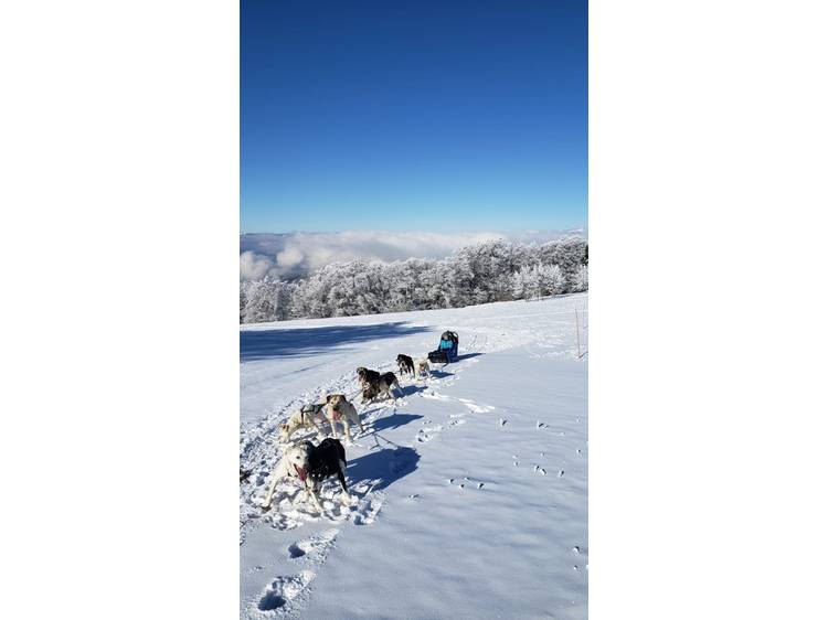 Photo 3 Chiens de traineau avec Guillaume