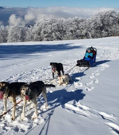 Chiens de traineau avec Guillaume