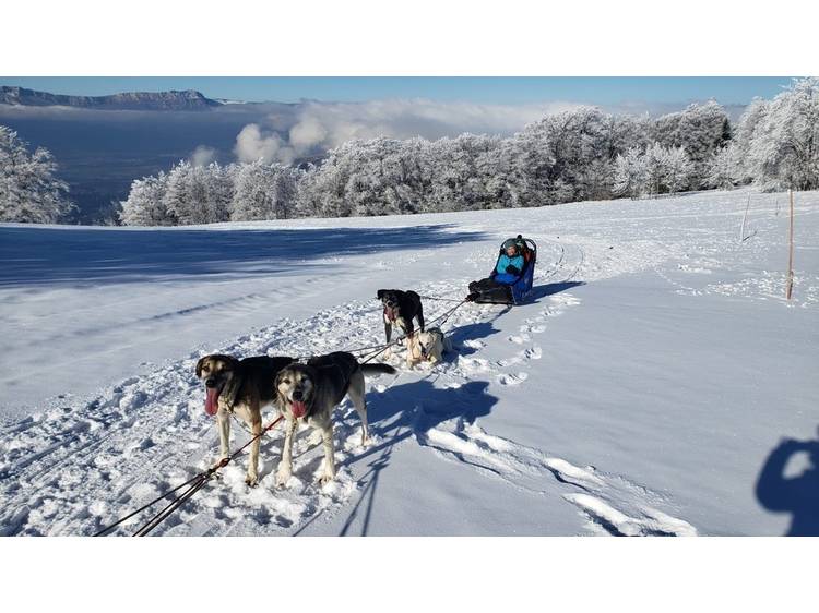 Photo 1 Chiens de traineau avec Guillaume