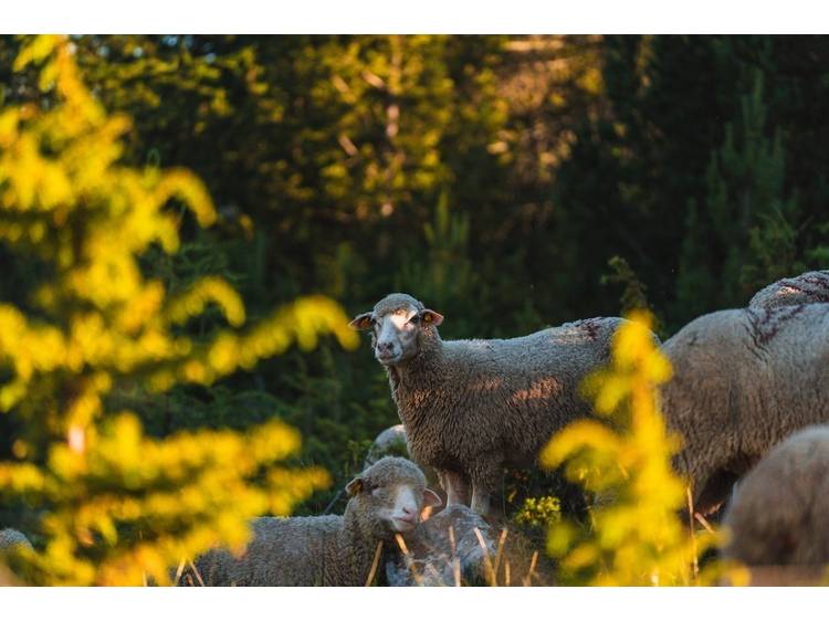 Photo 8 Tour de l'Obiou