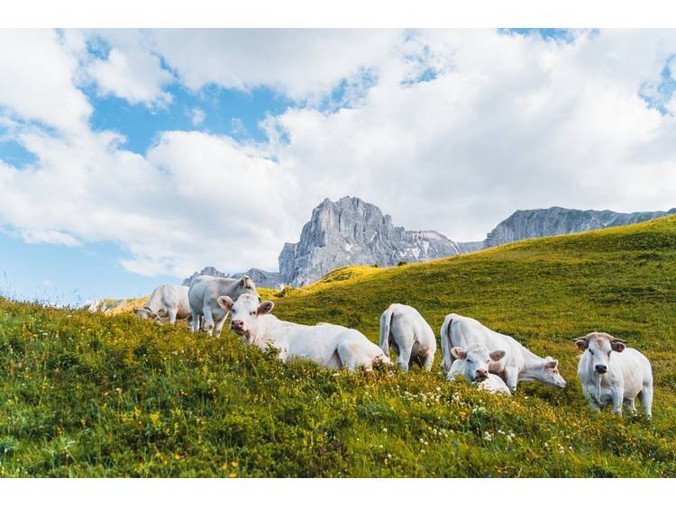 Photo 5 Tour de l'Obiou - Etape 1 - Pellafol > Bachilianne