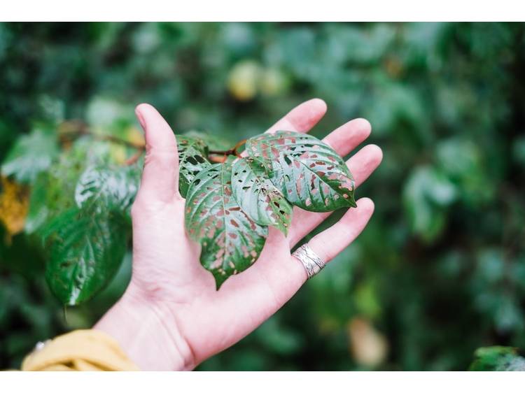 Photo 2 Plantes sauvages médicinales (avec Adrien Dumont, Mémé dans les orties)