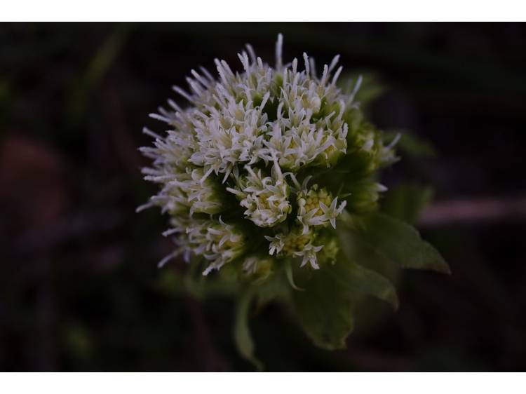 Photo 5 Le Bel Arboretum