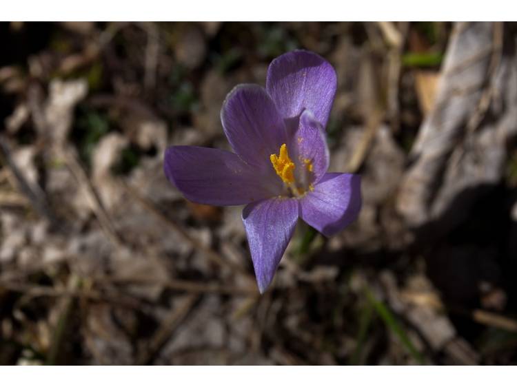 Photo 6 Le Bel Arboretum