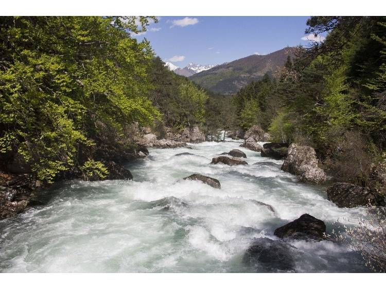 Photo 2 Mystérieuses orchidées