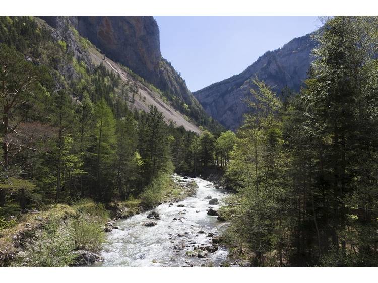 Photo 3 Mystérieuses orchidées