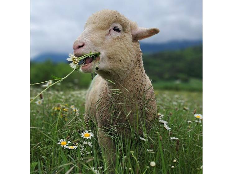 Photo 1 La ferme de Virg & Céd