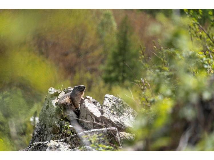 Photo 1 Rencontre avec les marmottes