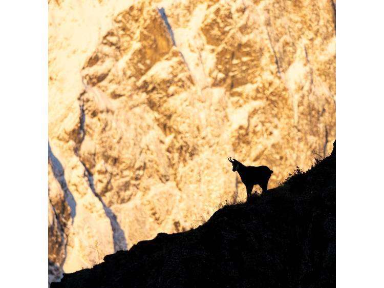 Photo 1 Quiz avec le Parc national des Écrins