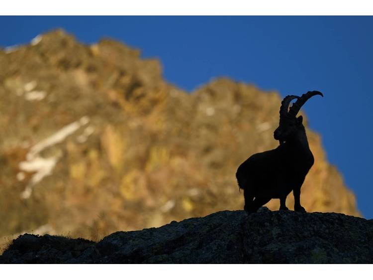 Photo 1 Projection : "Bouquetin, la vigie des montagnes"
