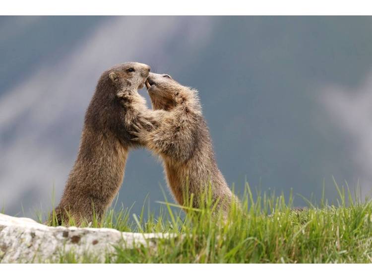 Photo 1 Rencontre avec les marmottes