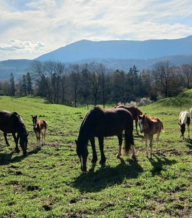 Balade à cheval - Ecurie du Serre
