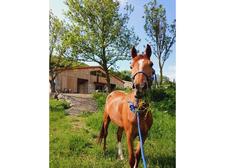 Photo 2 Balade à cheval - Ecurie du Serre