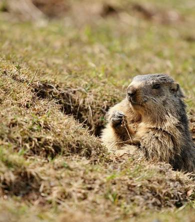 Randonnée pédestre en famille - A la rencontre des Marmottes