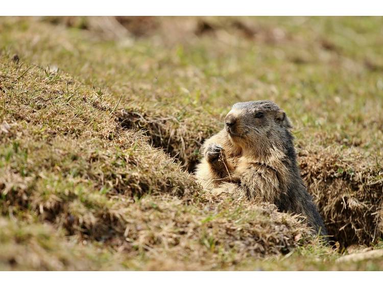 Photo 1 Randonnée pédestre en famille - A la rencontre des Marmottes