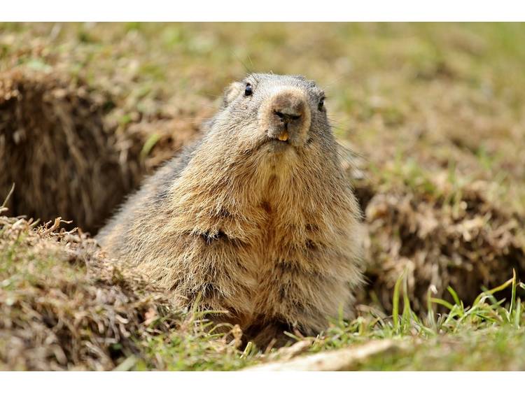Photo 2 Randonnée pédestre en famille - A la rencontre des Marmottes