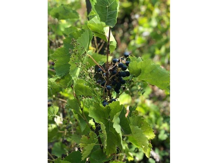 Photo 2 Circuit pédestre : Sentier thématique de la Sézia