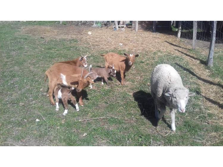 Photo 18 La Sezia 5 pers